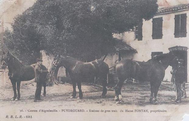 21 Haras Fontan Puydrouard 1911